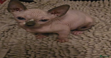Sphynx cats - Advert 1