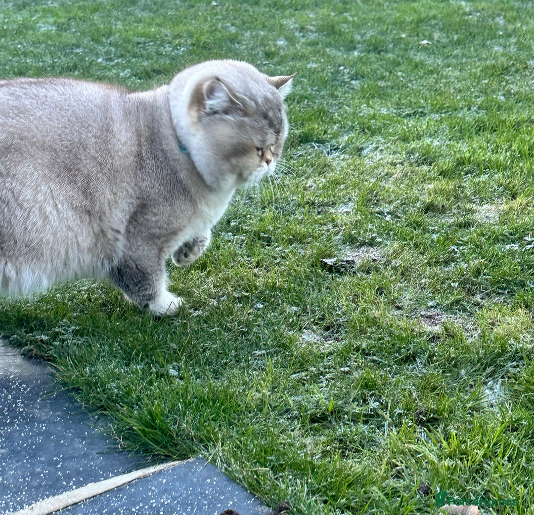British Shorthair cats for stud: Teddy  - Advert 11