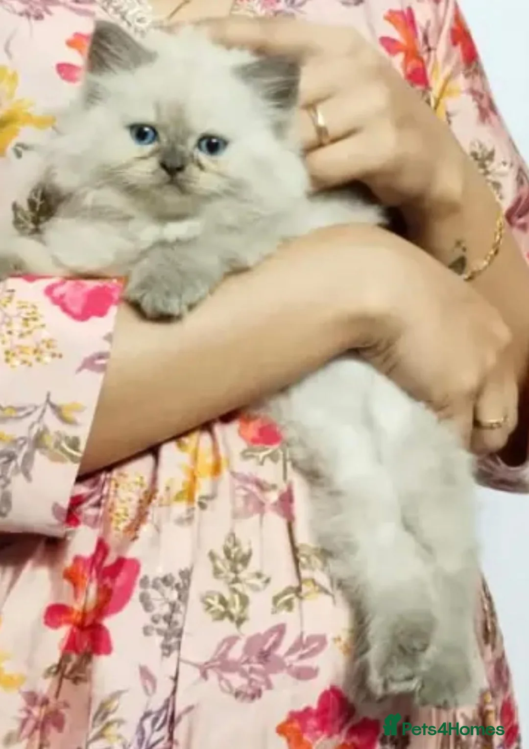 Mixed Breed cats for sale: Lilly rose - Advert 2