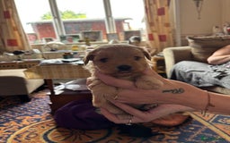 Mixed Breed dogs for sale: Cross puppies for sale  - Image 6