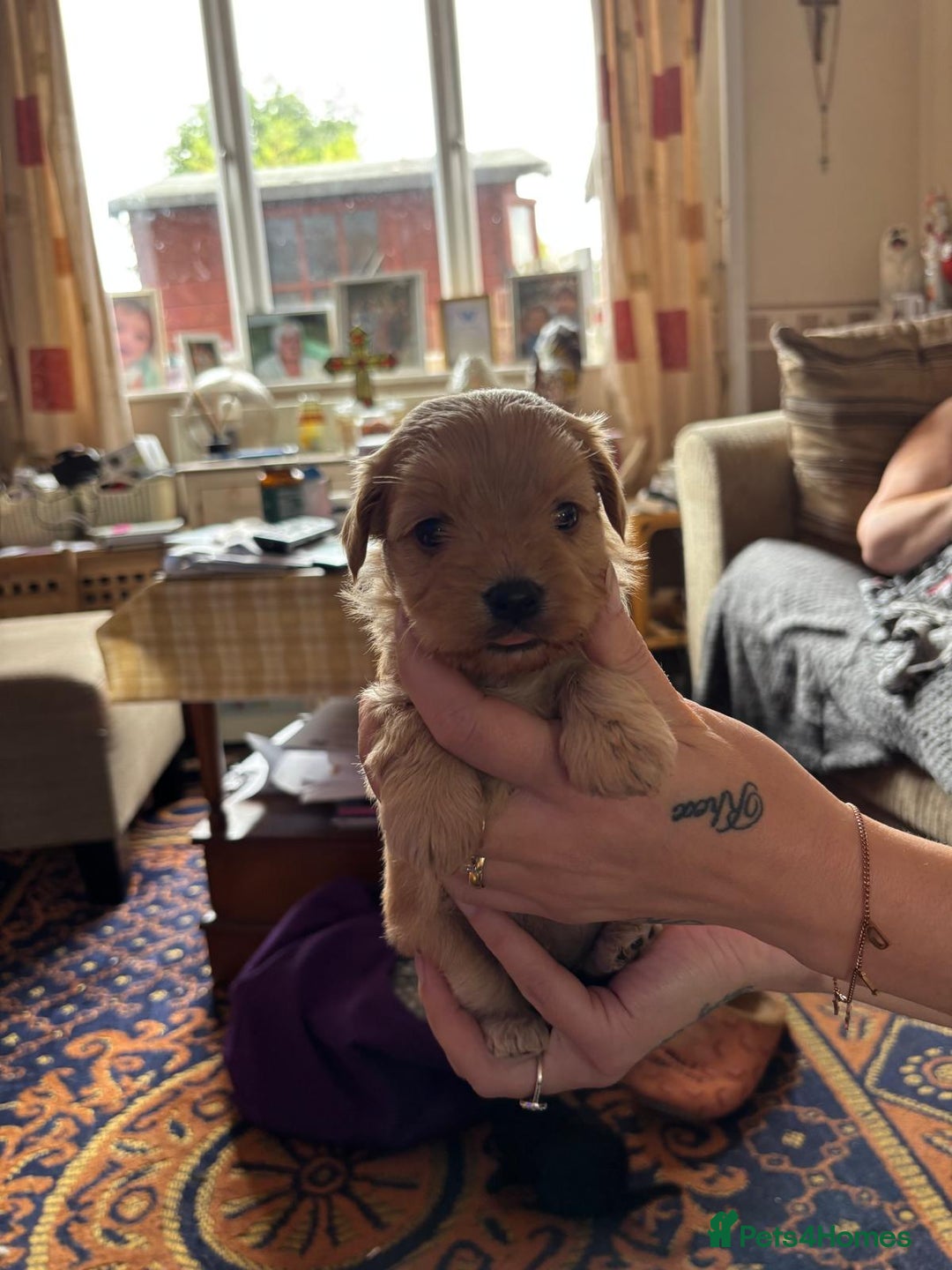 Mixed Breed dogs for sale: Cross puppies for sale  - Image 6