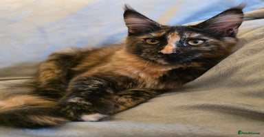 Maine Coon cats - Advert 2