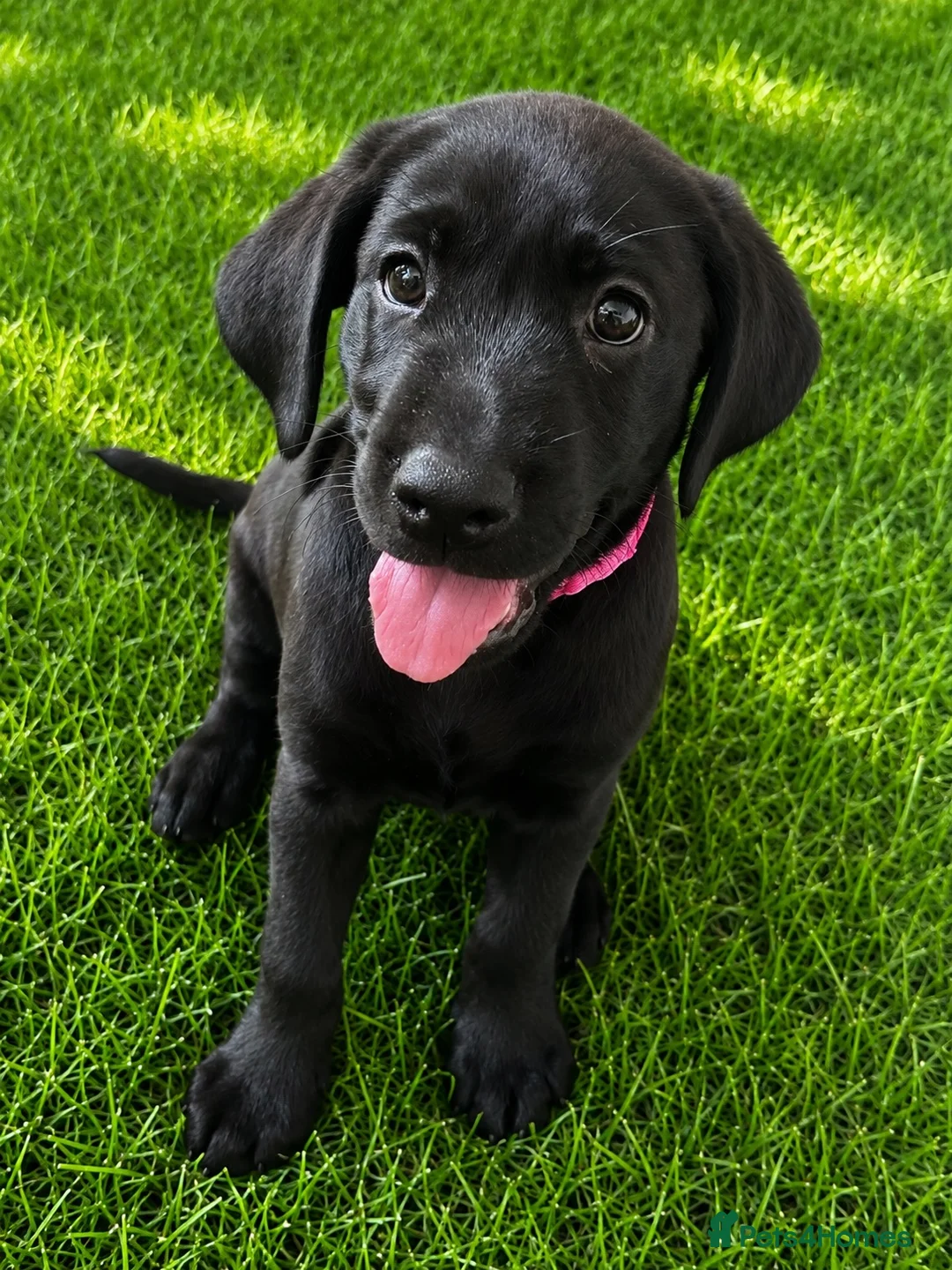 Labrador Retriever dogs for sale: KC Registered Pedigree Labrador Puppies - Advert 1