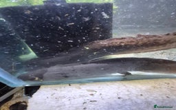 Other/Mixed Breed fish for sale: Axolotl breeding pair - Image 2