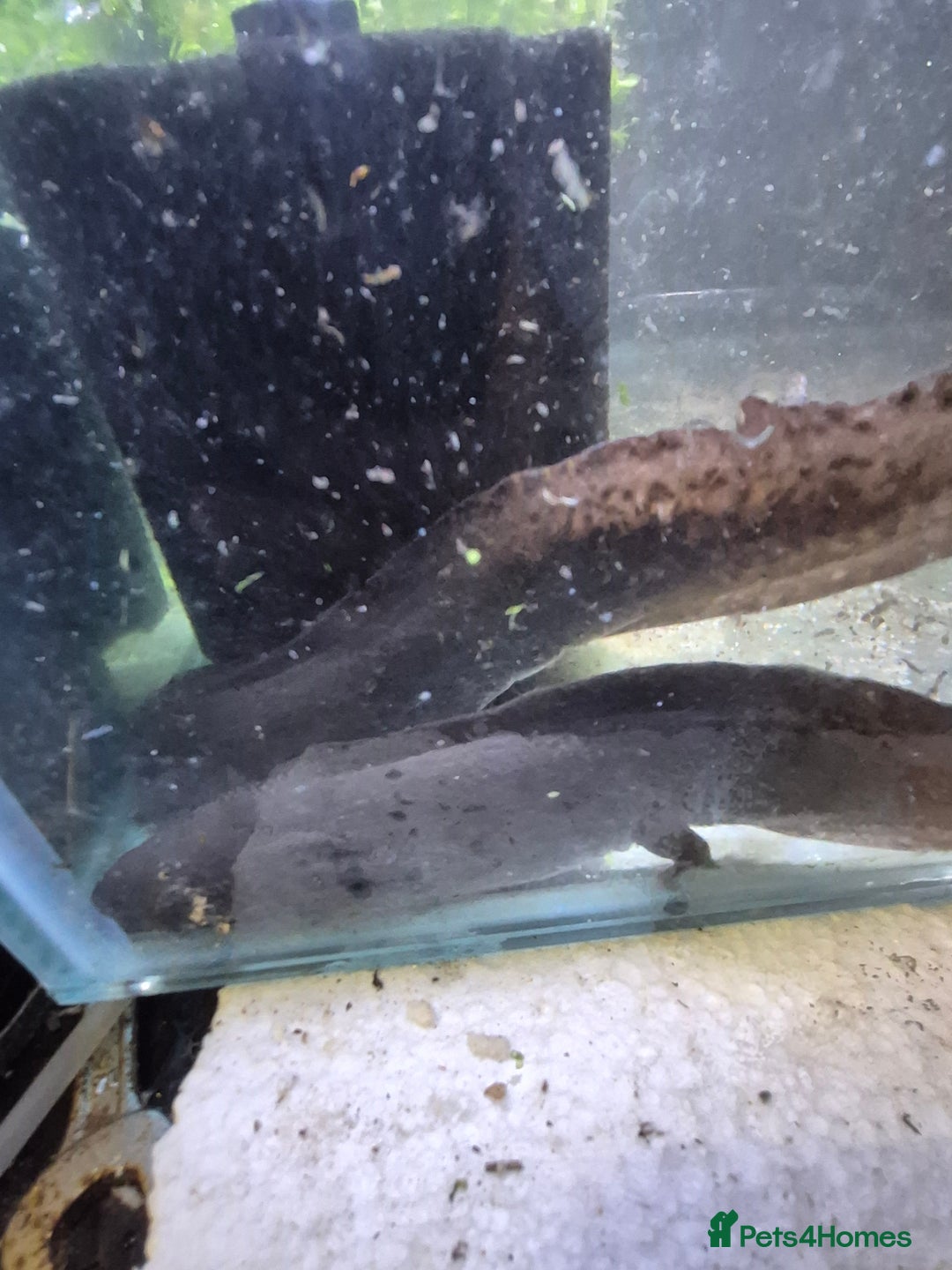 Other/Mixed Breed fish for sale: Axolotl breeding pair - Image 2