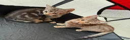 Mixed Breed cats for sale: Cheeky Whiskers Kittens Available  - Advert 7
