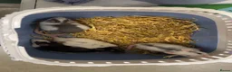 Rat rodents for sale: 4 female rats in Portsmouth - Advert 2