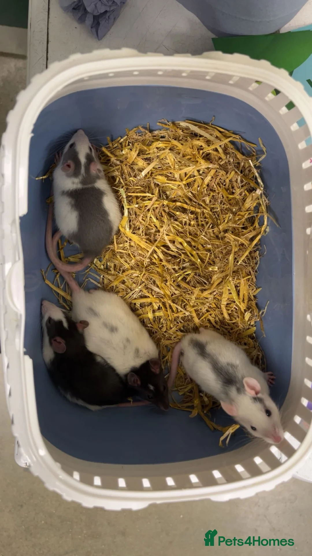 Rat rodents for sale: 4 female rats in Portsmouth - Advert 2