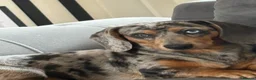 Dachshund dogs for sale: Male dachshund  in Wednesbury - Advert 2