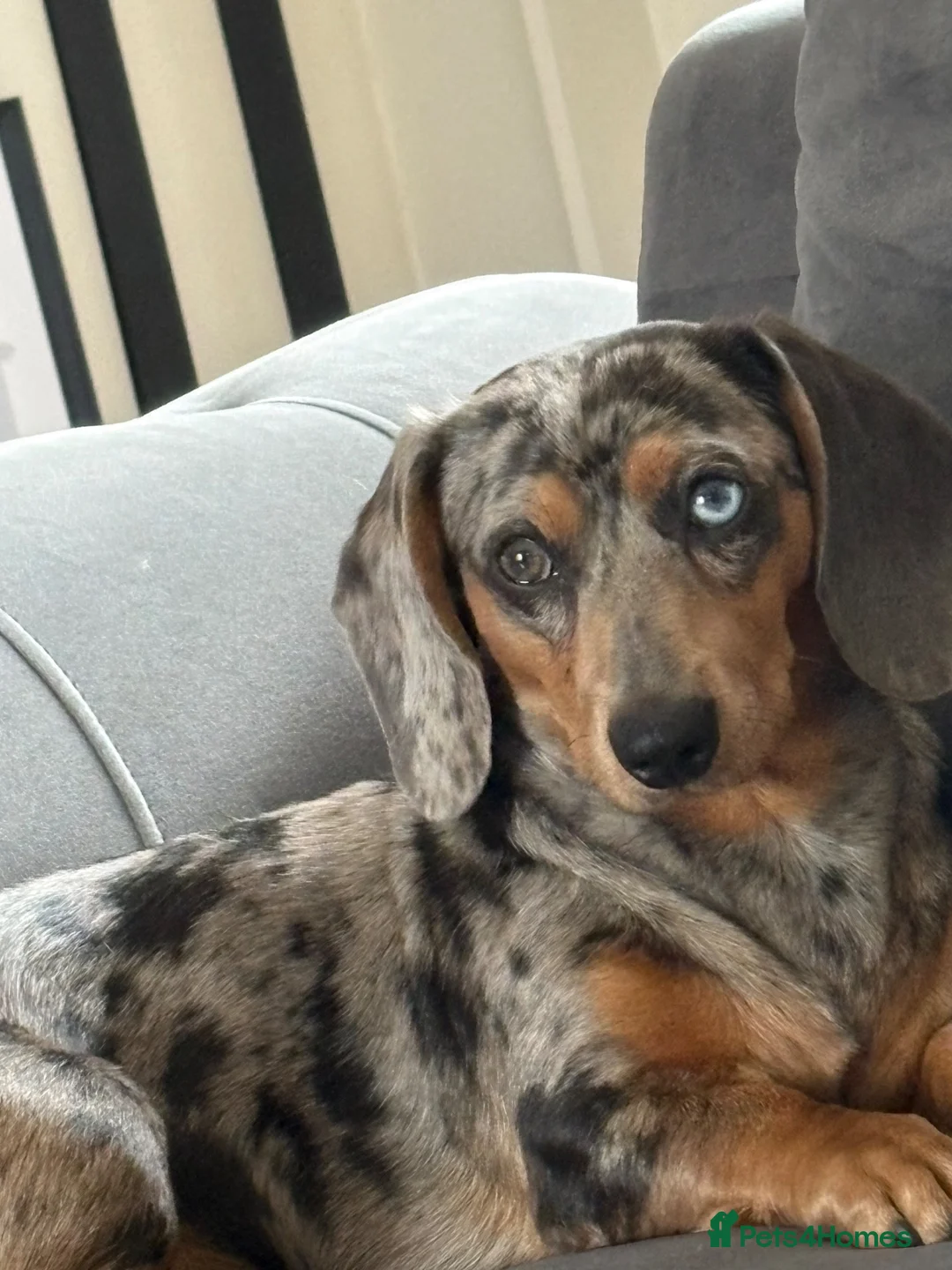Dachshund dogs for sale: Male dachshund  in Wednesbury - Advert 2