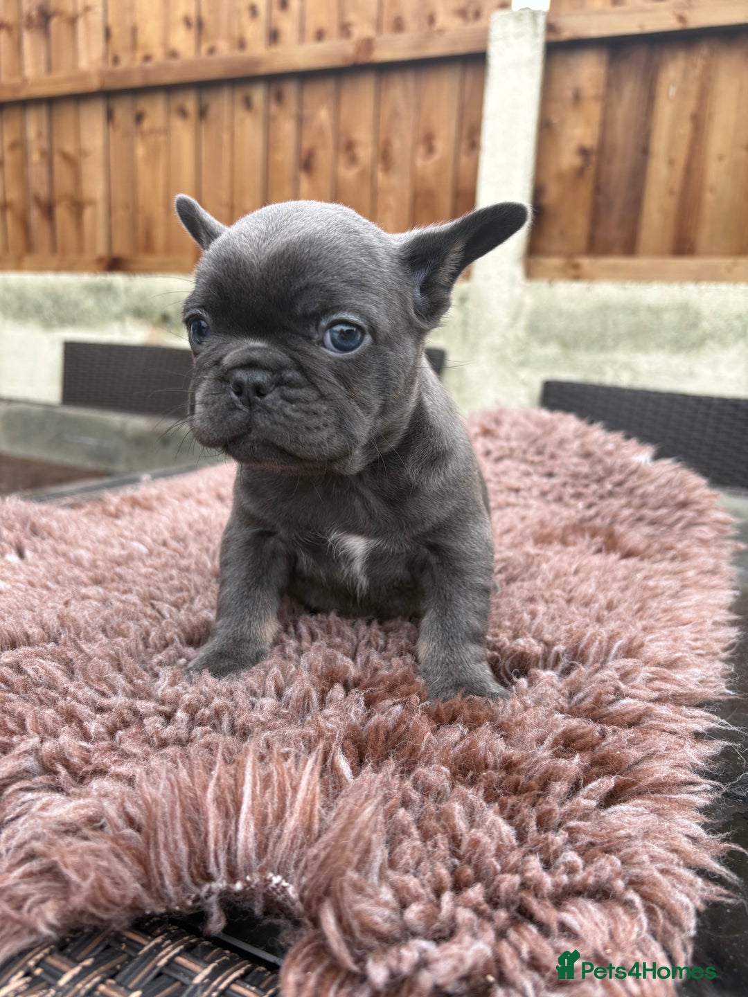 French Bulldog dogs for sale: French Bulldog Puppys - Advert 2