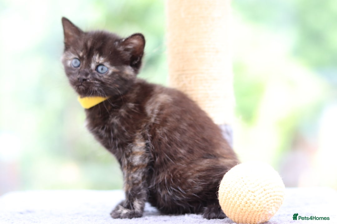 Mixed Breed cats for sale: Adorable Kittens Ready SOON - Image 16