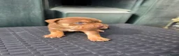 Mixed Breed dogs for sale: Mixed breed  - Advert 4