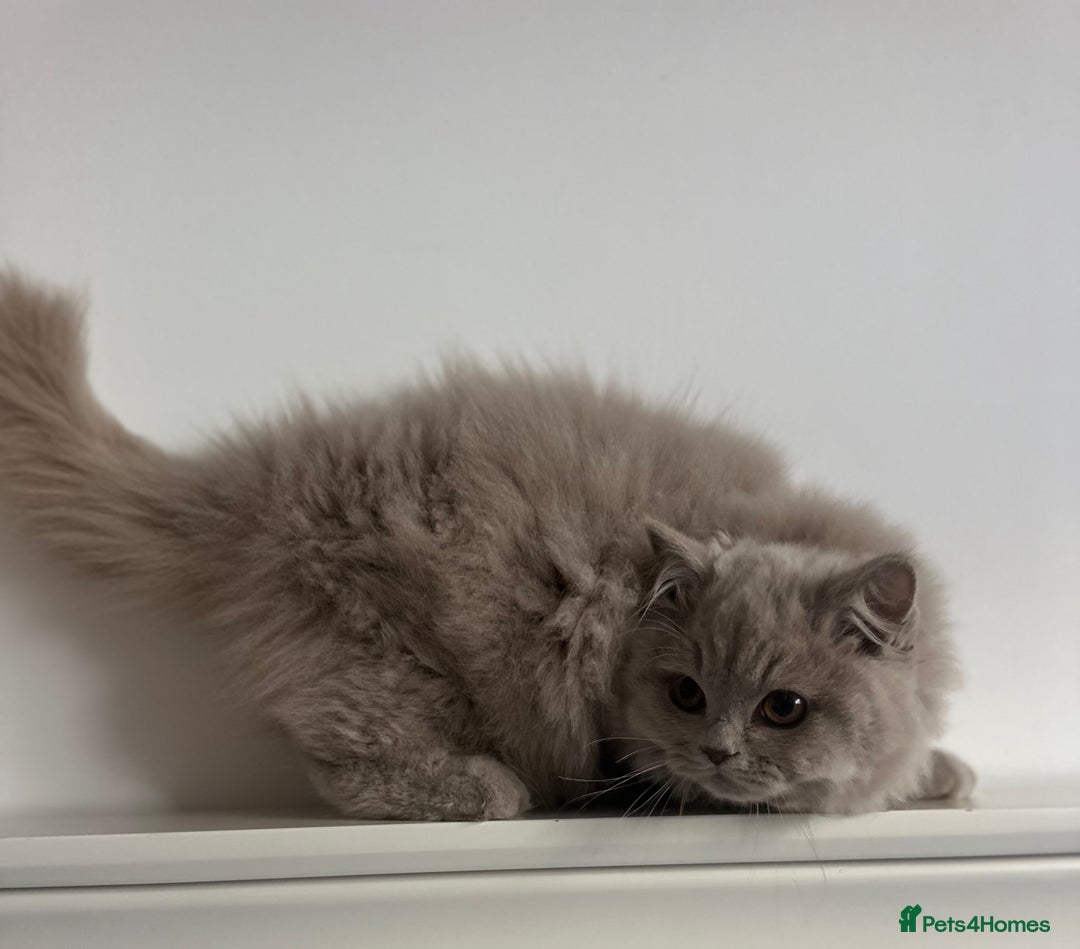 British Shorthair cats for sale: Ready🏡British Shorthair Chuky Kittens - Image 18