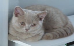 British Shorthair cats for sale: britsh short hair kittens  in Orpington - Image 4