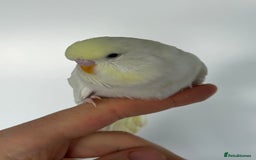 Budgerigars birds for sale: Young budgies happy&healthy in London - Image 18