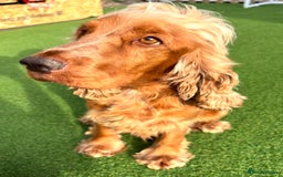 Cocker Spaniel dogs for sale: KC REGISTERED SHOW-TYPE COCKERS - Image 8