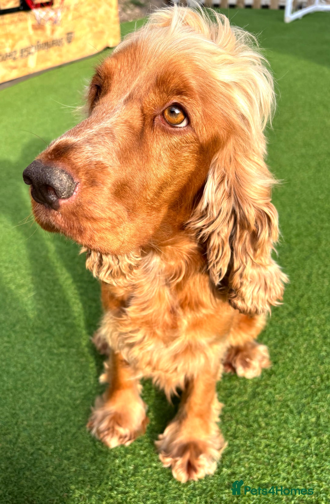 Cocker Spaniel dogs for sale: KC REGISTERED SHOW-TYPE COCKERS - Image 8