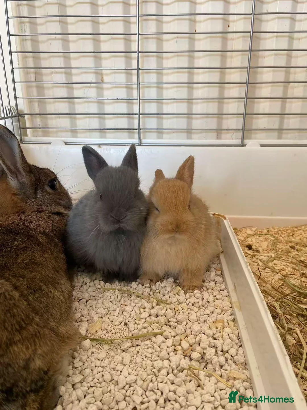 Netherland Dwarf rabbits for sale: Pure Netherlands Dwarfs Bunnies  in Poole - Advert 1