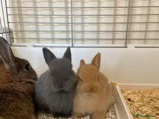 Netherland Dwarf rabbits Pure Netherlands Dwarfs Bunnies - Advert 3
