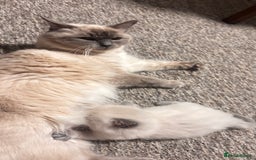 Ragdoll cats for sale: Ragdoll kittens (2 boys and 2 girls)  - Image 13