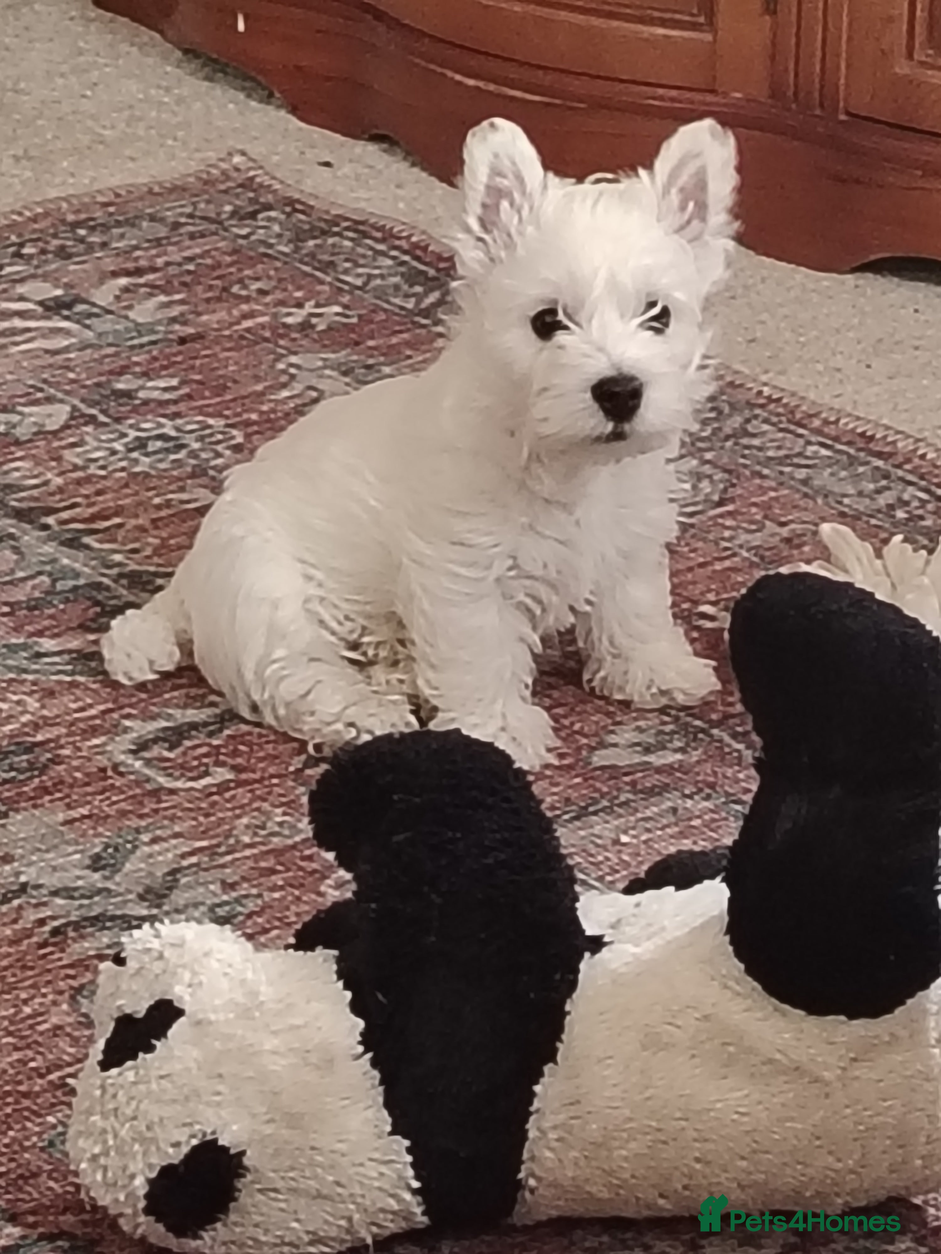 West Highland Terrier dogs West highland terrier boy - Advert 4