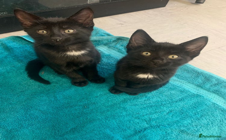 Mixed Breed cats - Advert 3