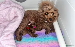 Toy Poodle dogs for sale: Perfect red toy poodle girl needs forever family - Image 12