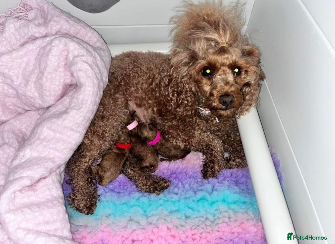 Toy Poodle dogs for sale: Perfect red toy poodle girl needs forever family - Image 12