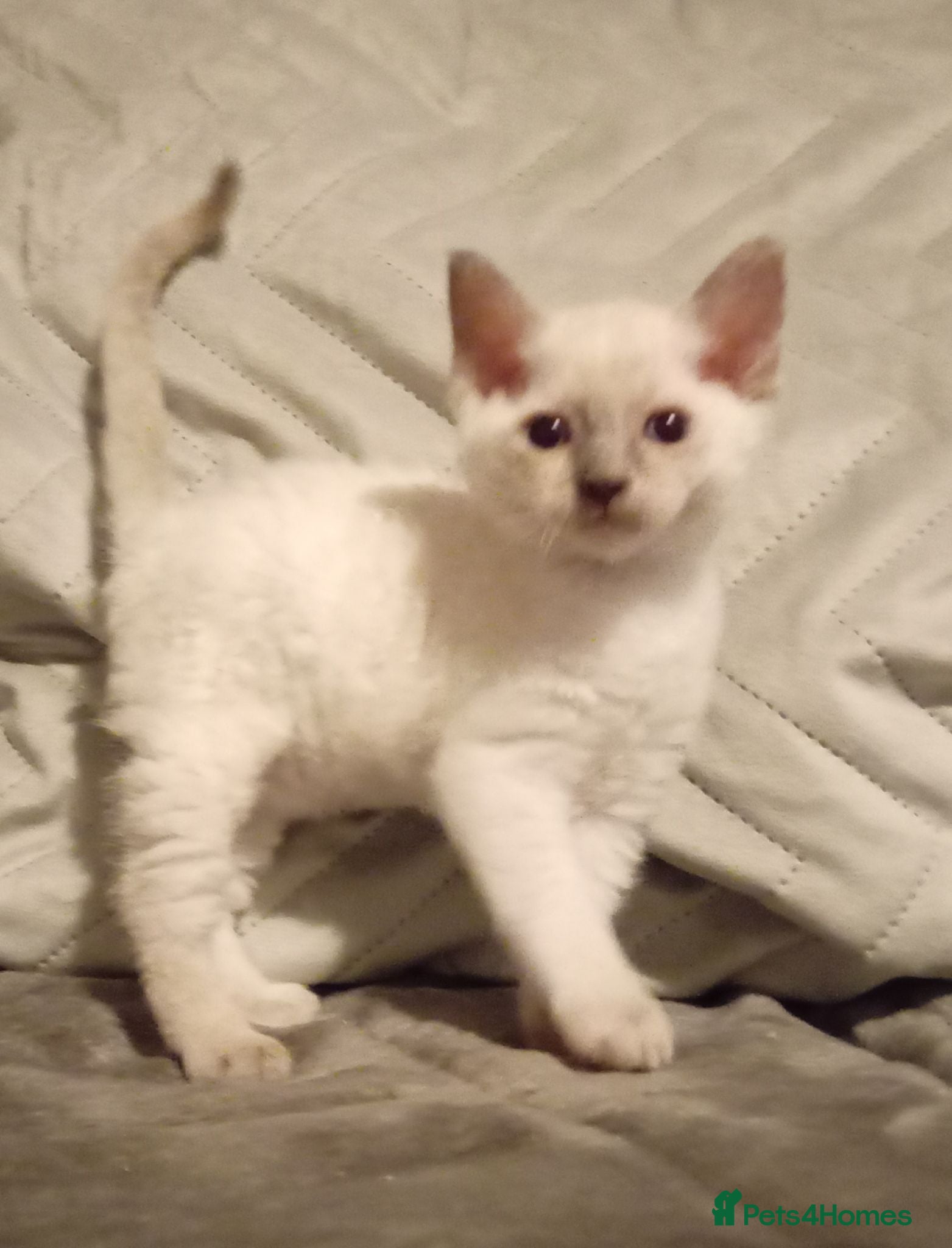 Mixed Breed cats Ragdoll Cross kittens ready from 14th August  - Advert 6