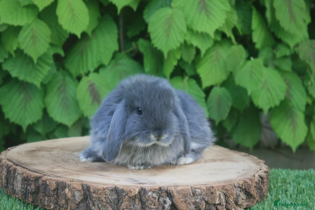 Mini Lop rabbits for sale: Pure bred Mini lop baby rabbits  - Advert 2