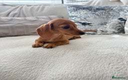 Miniature Dachshund dogs for sale: Miniature red dachshunds - Image 8