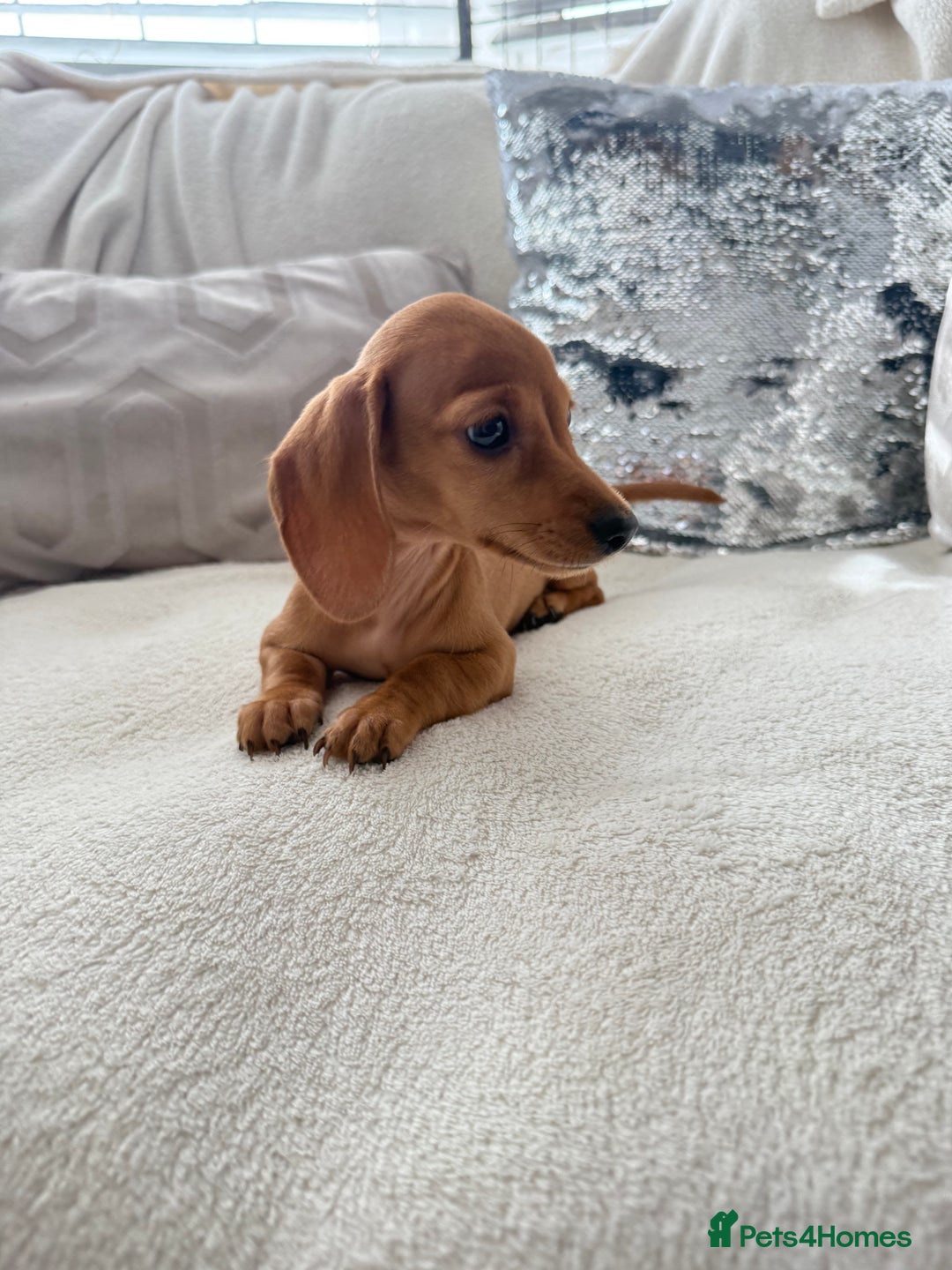 Miniature Dachshund dogs for sale: Miniature red dachshunds - Image 8