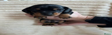 Miniature Dachshund Puppy 1