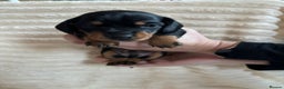 Miniature Dachshund dogs for sale: Miniature Dachshunds  - Advert 8