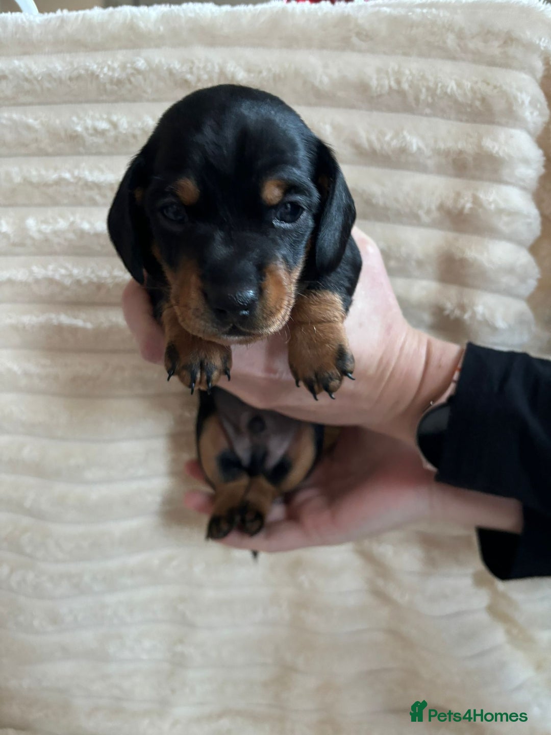 Miniature Dachshund dogs for sale: Miniature Dachshunds  - Advert 8