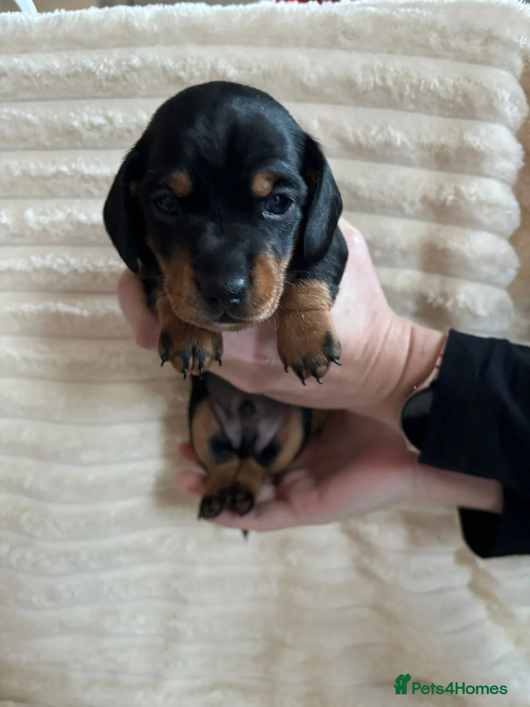 Miniature Dachshund dogs for sale: Miniature Dachshunds  - Advert 11