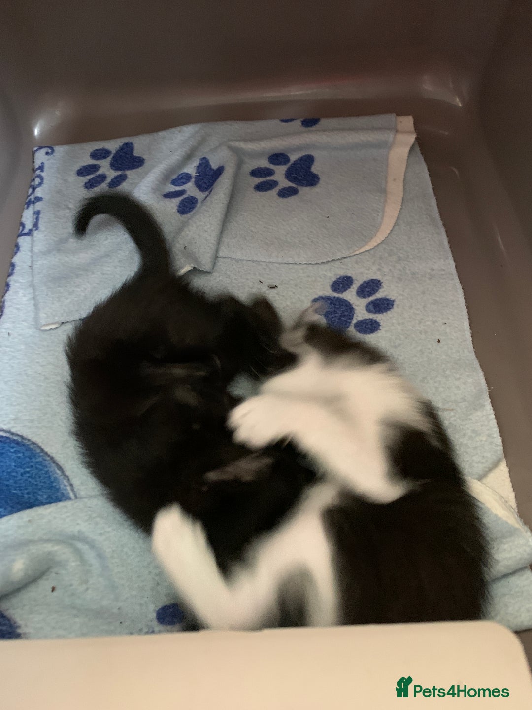 Siamese cats for sale: 3 half Siamese kittens  - Image 5