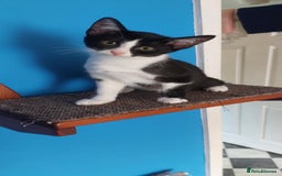 Savannah cats for sale: Playful Savannah F5 Mix Kittens for Loving Homes - Image 28