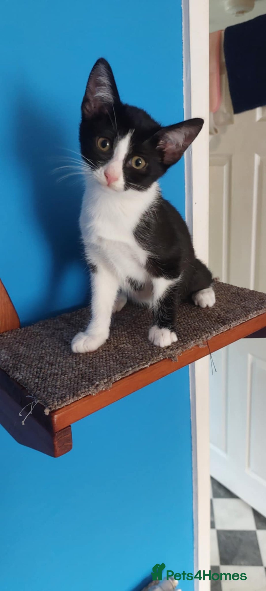 Savannah cats for sale: Playful Savannah F5 Mix Kittens for Loving Homes - Image 28