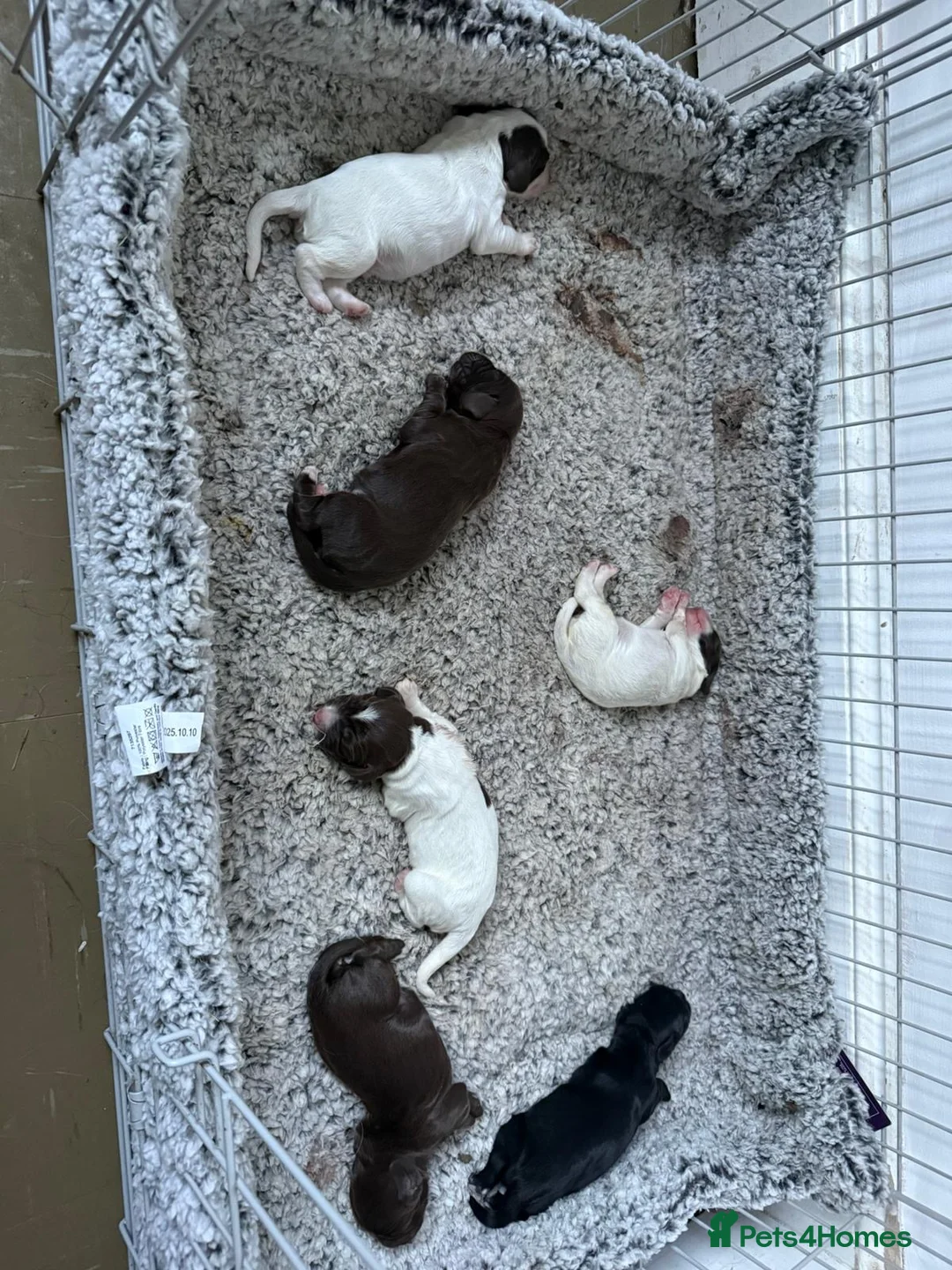 Sprocker dogs for sale: Sprocker puppies for sale  in Craven Arms - Advert 23