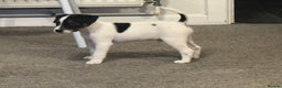Parson Russell dogs for sale: PARSON RUSSEL TERRIERS - Advert 2