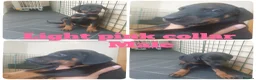 Dobermann dogs for sale: ☆☆Ready to leave Today  Black Doberman Puppies☆☆ - Advert 34