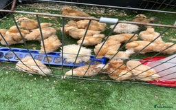 Chickens poultry for sale:  💕Buff or Lemon Pekins all ages from day old 💕 in Warrington - Image 9
