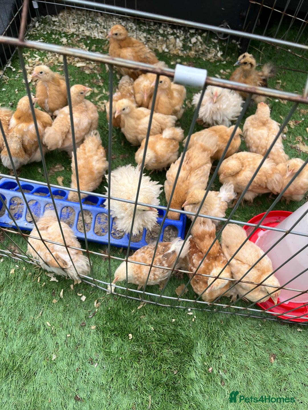 Chickens poultry for sale:  💕Buff or Lemon Pekins all ages from day old 💕 in Warrington - Image 9