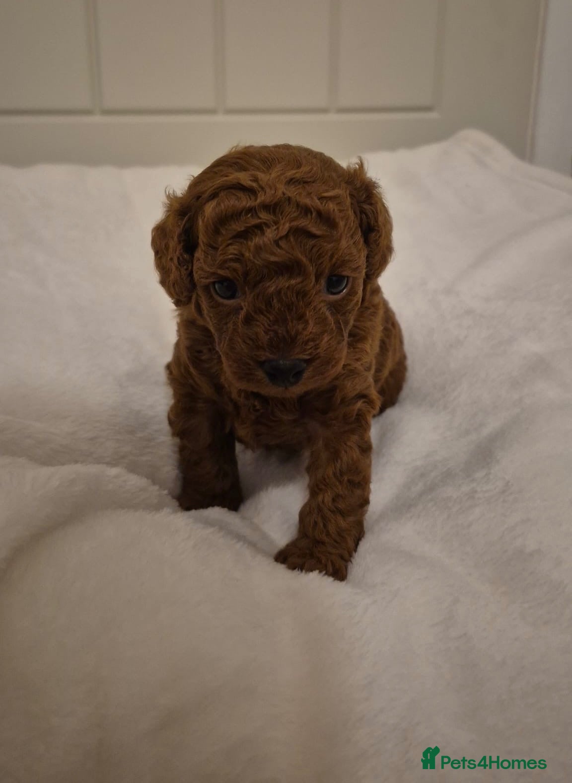 Cavapoo dogs ⭐️Beautiful deep red toy cavapoo⭐️ - Advert 11
