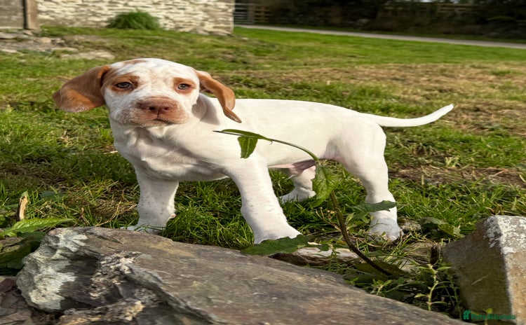Braque du Bourbonnais dogs - Advert 1