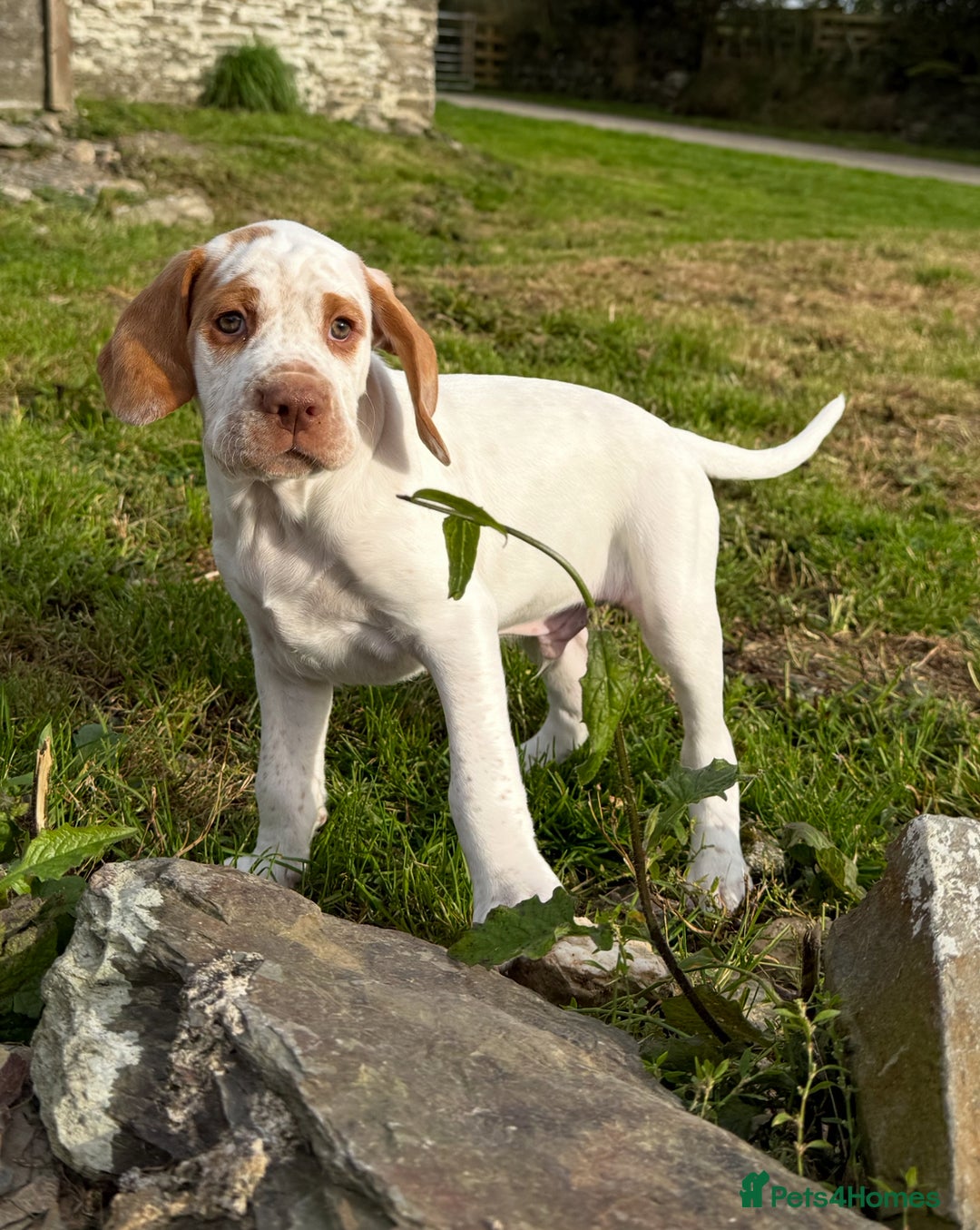 Braque du Bourbonnais dogs for sale: Braque du Bourbonnais Puppies - Image 1