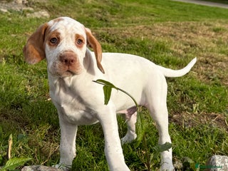 Braque du Bourbonnais dogs - Advert 15