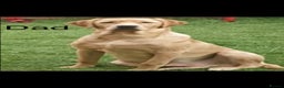 Labrador Retriever dogs for sale: 3 Beautiful Labrador Girls - Advert 12